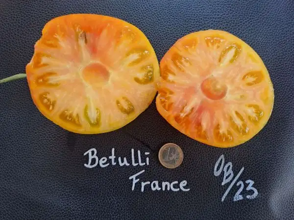 Tomaten: Betulli France