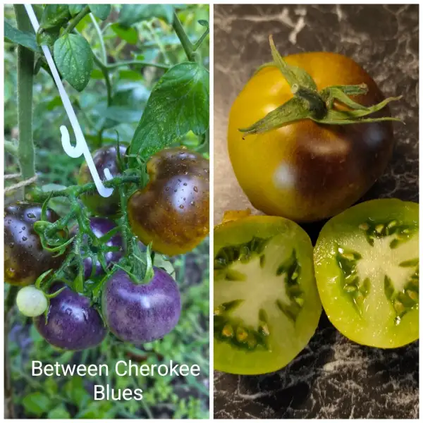 Tomaten: Between Cherokee Blues Dwarf