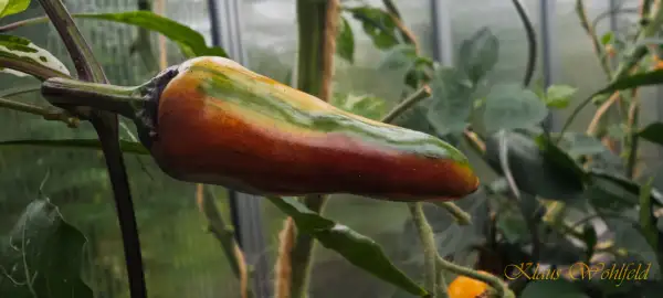 Chili / Paprika: Between the Lines (panaschiert)