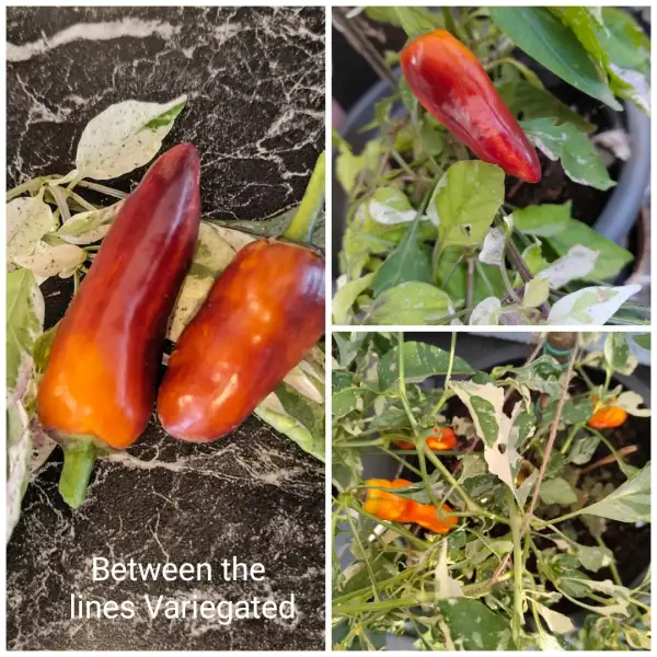 Chili / Paprika: Between the lines Variegated Paprika