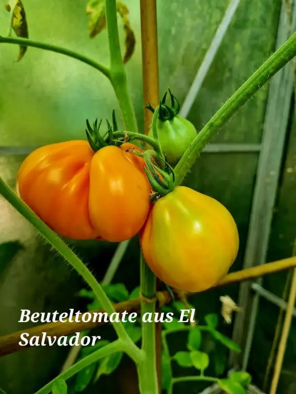Tomaten: Beuteltomate El Salvador