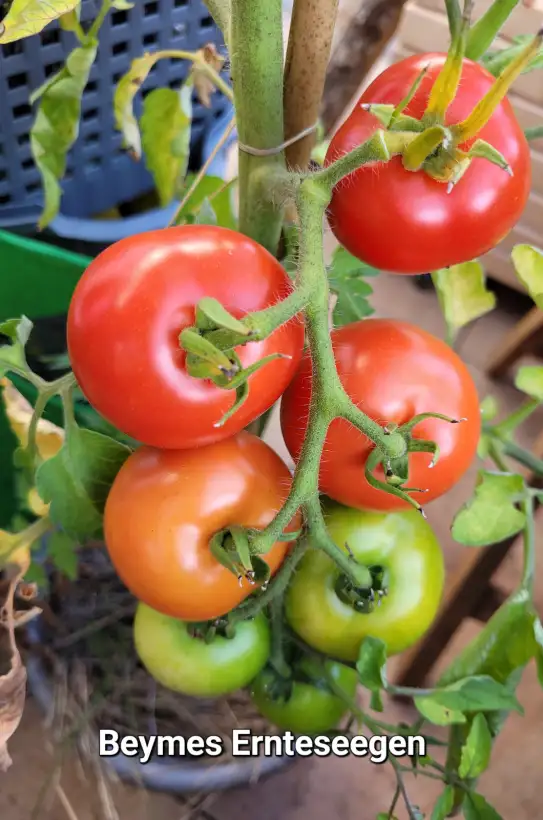 Tomaten: Beymes Ernteseegen