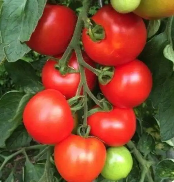 Tomaten: Beymes Erntesegen