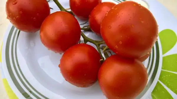 Tomaten: Beymes Erntesegen