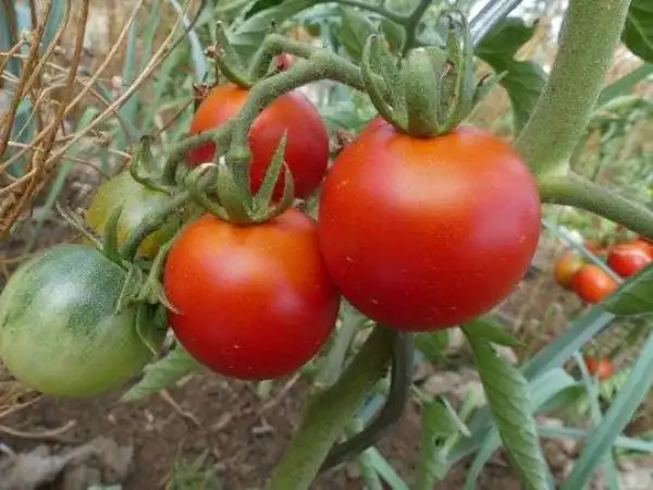 Tomaten: Beymes Erntesegen