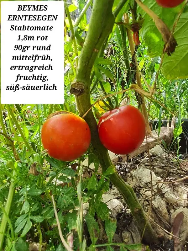 Tomaten: Beymes Erntesegen