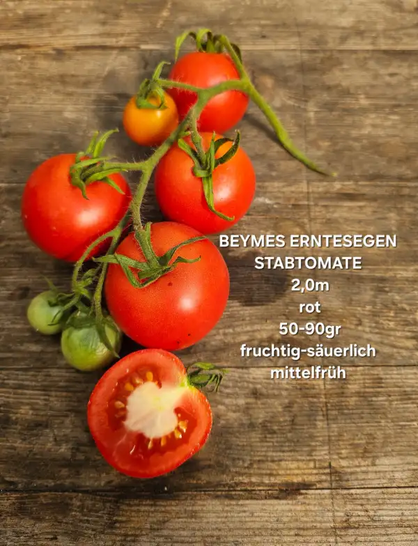 Tomaten: Beymes Erntesegen