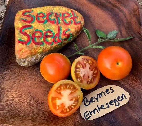 Tomaten: Beymes Erntesegen