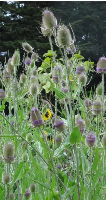 Stauden / Gehölz: Bezaubernd einzigartig.