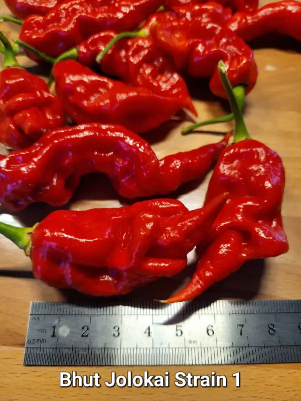 Chili / Paprika: Bhut Jolokai Strain I	Schärfe:	10+++	Höhe:	90cm