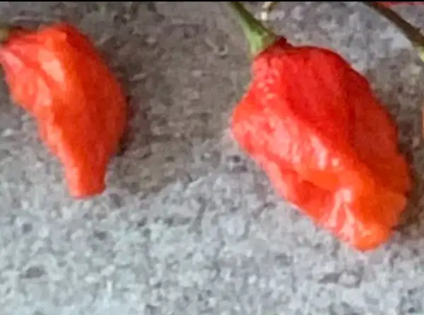 Chili / Paprika: Bhut Jolokia