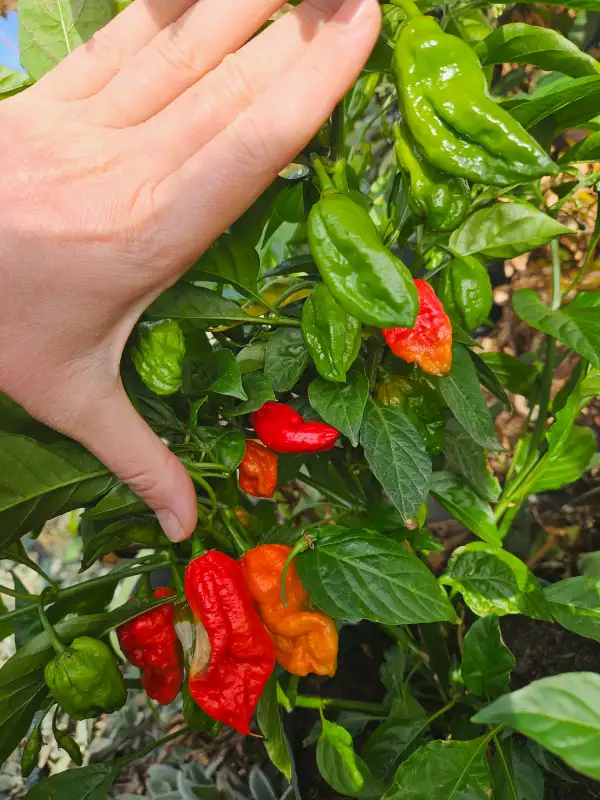 Chili: Bhut Jolokia