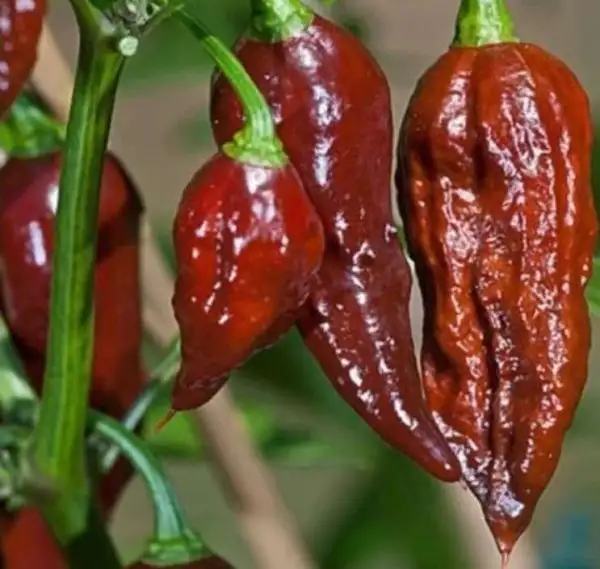 Chili / Paprika: Bhut jolokia chocolate