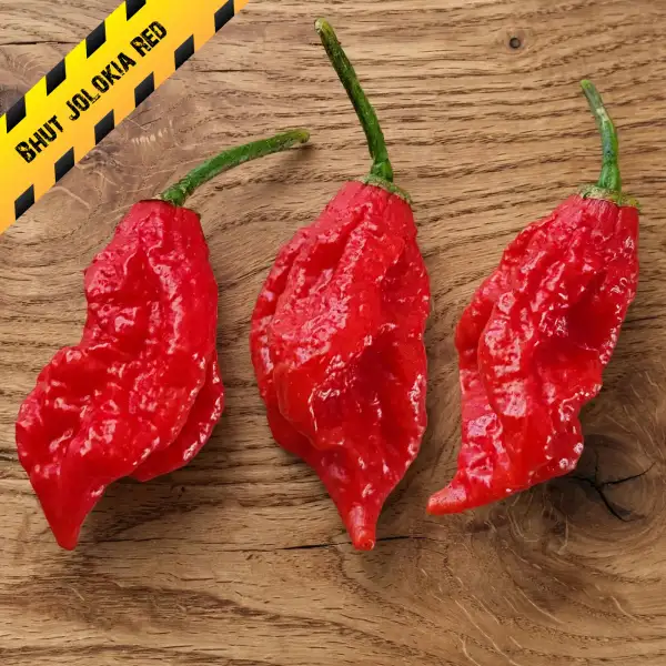 Chili: Bhut jolokia Red