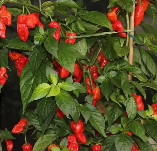 Chili / Paprika: Bhut jolokia Red