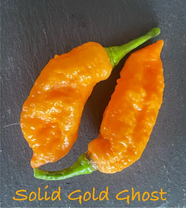 Chili / Paprika: Bhut Jolokia Solid Gold Ghost