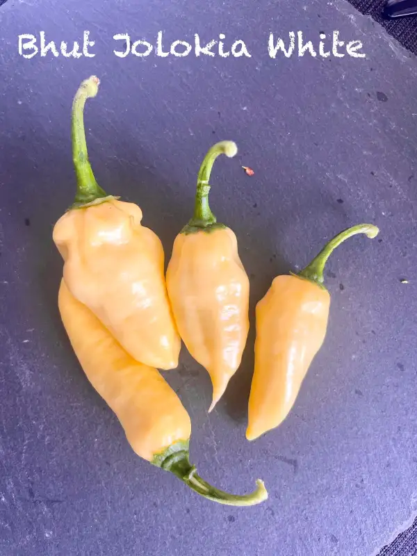 Chili / Paprika: Bhut Jolokia White