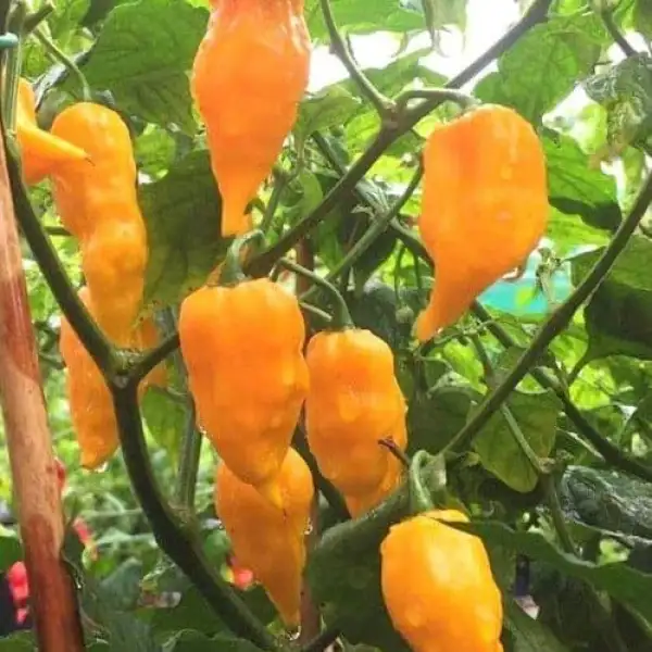 Chili / Paprika: Bhut Jolokia Yellow