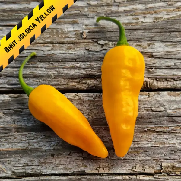 Chili: Bhut Jolokia Yellow