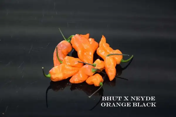 Chili / Paprika: Bhut X Neyde Orange Black