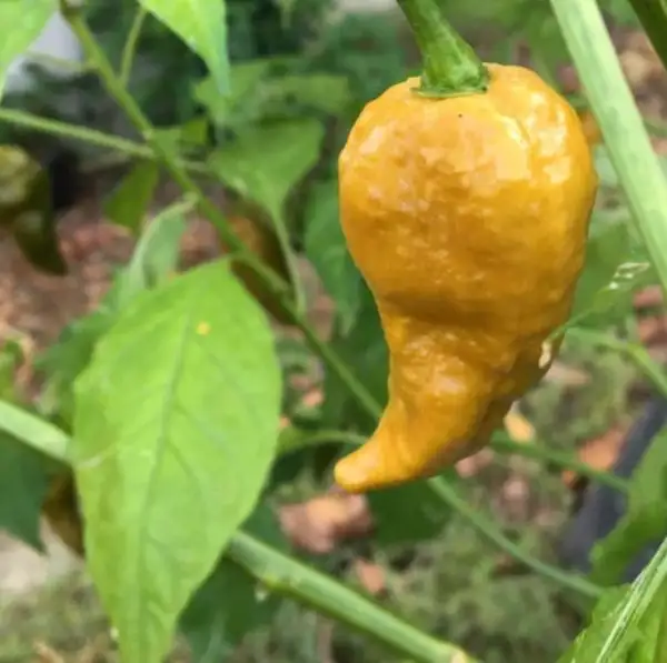 Chili / Paprika: Bhutlah Gold