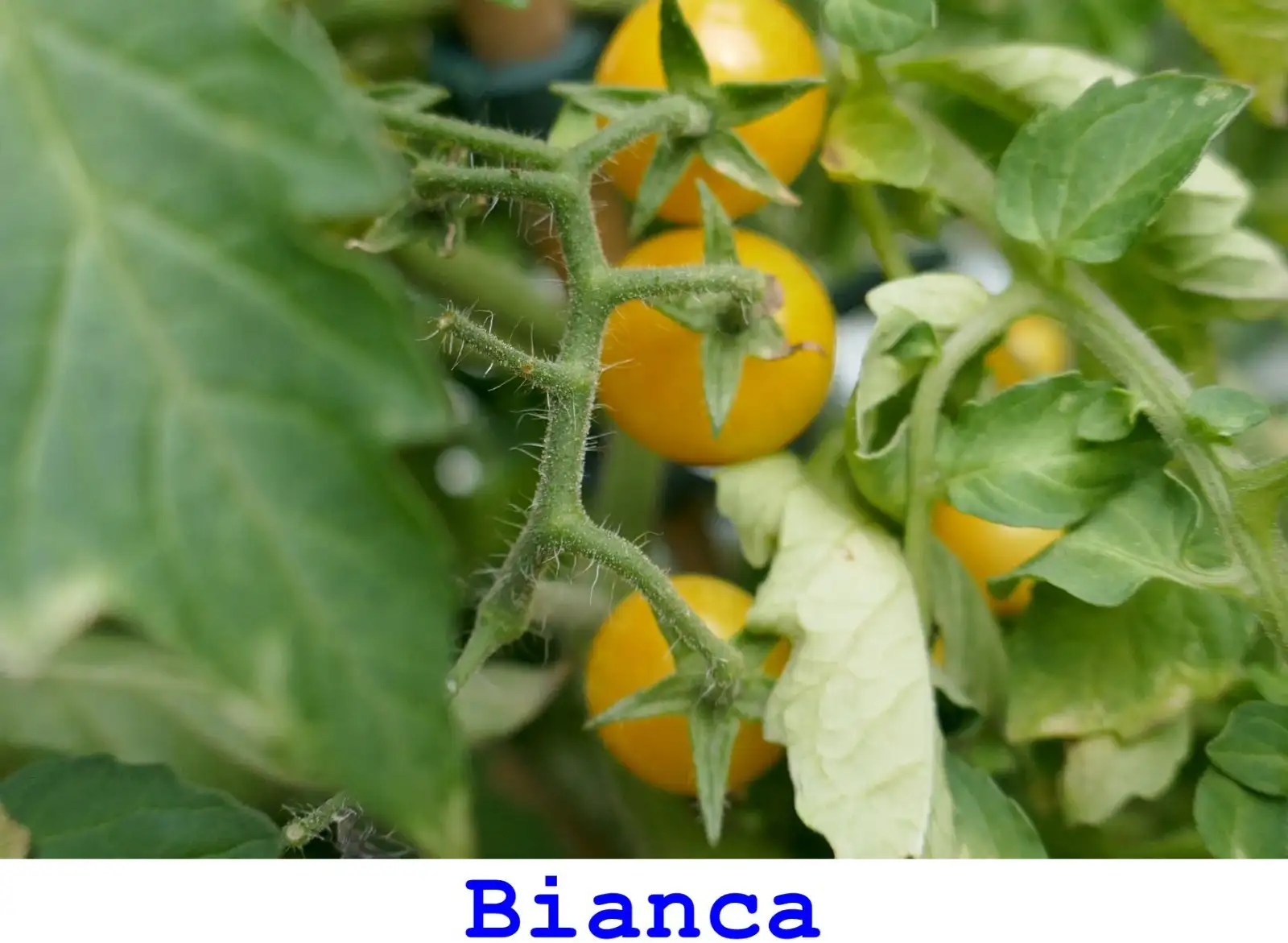 Tomaten: Bianca