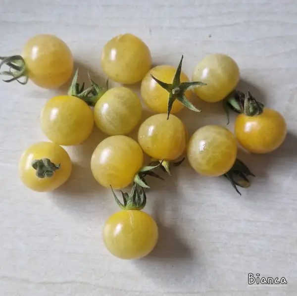 Tomaten: Bianca