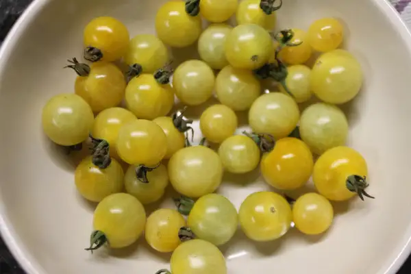 Tomaten: Bianca