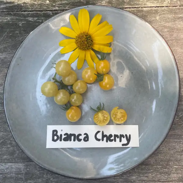 Tomaten: Bianca Cherry