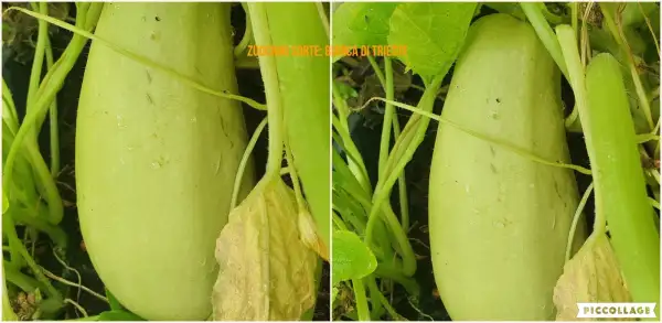 Zucchini: Bianca Di Trieste