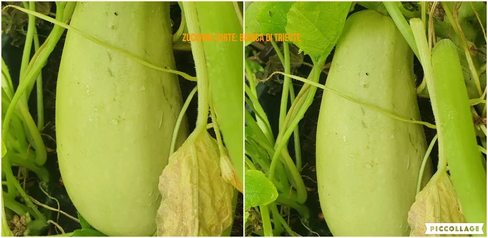 Zucchini: Bianca Di Trieste