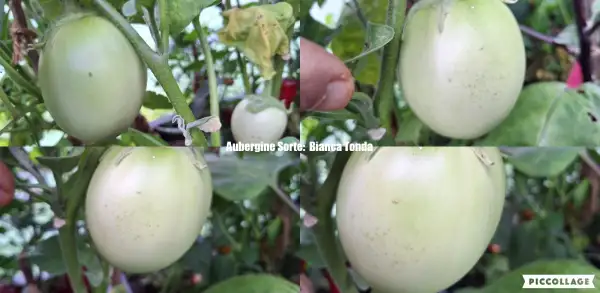 Auberginen: Bianca Tonda