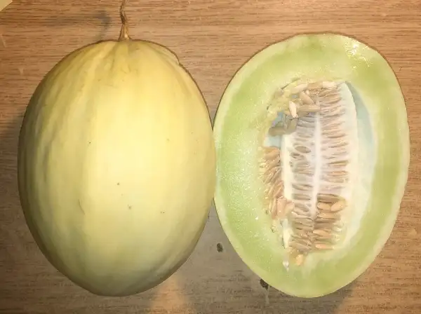 Melonen: Bianco do Ribatejo melone