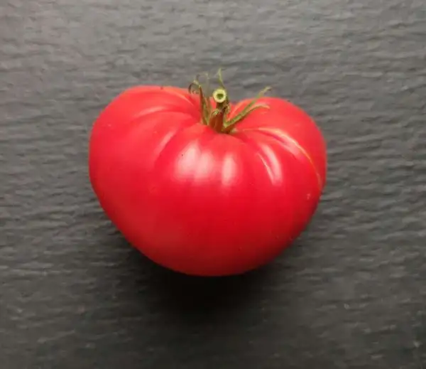 Tomaten: Bicij Lob