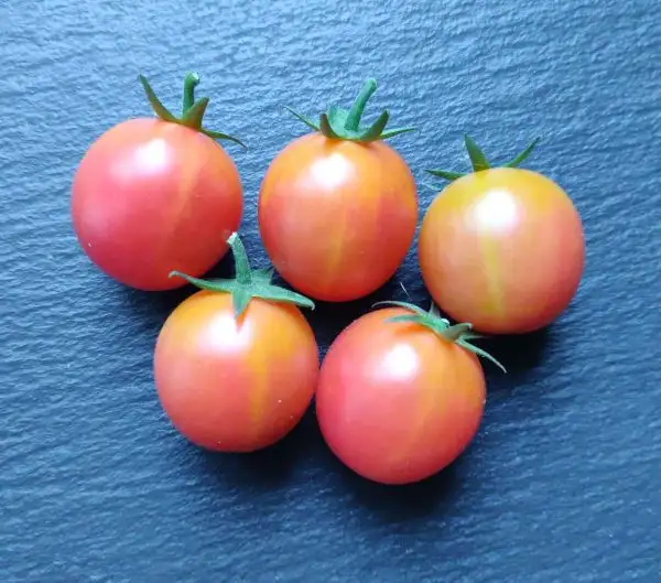 Tomaten: Bicolor Cherry