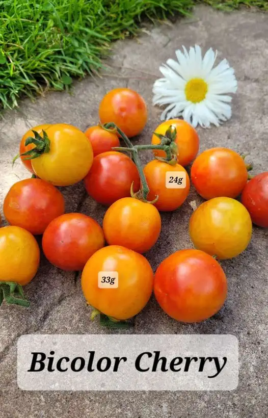 Tomaten: Bicolor Cherry