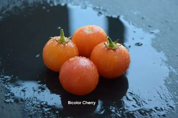 Tomaten: Bicolor Cherry