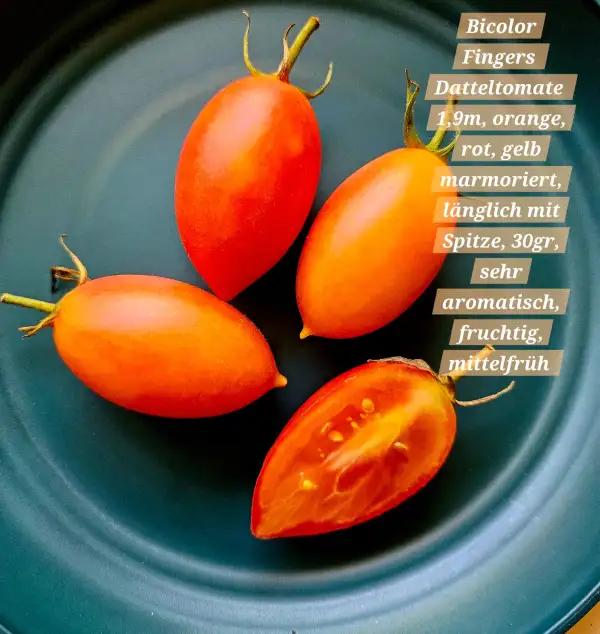 Tomaten: Bicolor Fingers