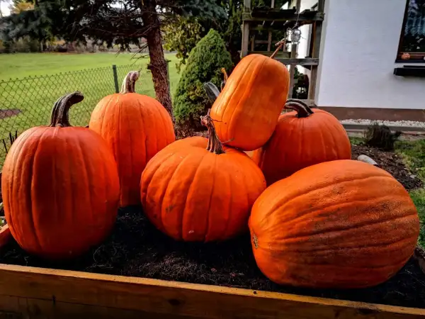 Kürbisse: Biete nur essbare händisch bestäubte Kürbissorten an. Sorten auf Anfrage,da zu viele.