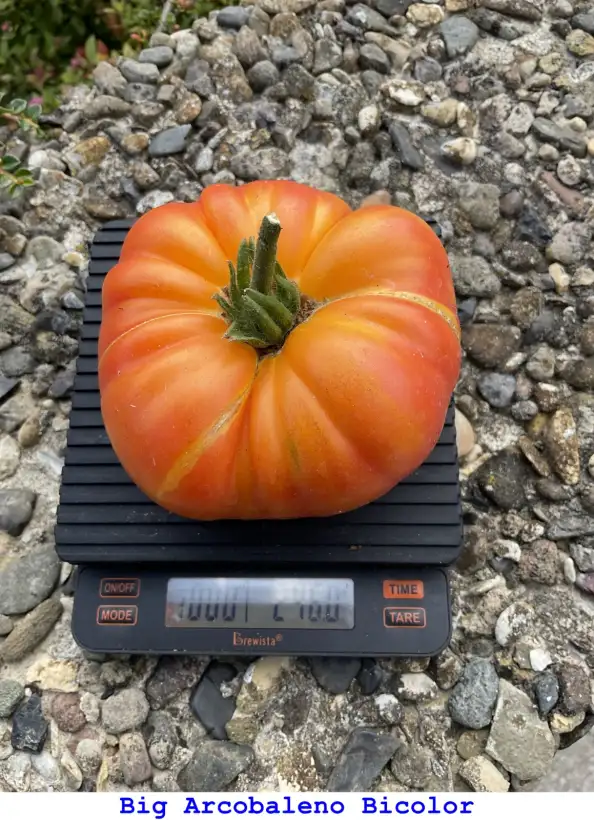 Tomaten: Big Arcobaleno Bicolor