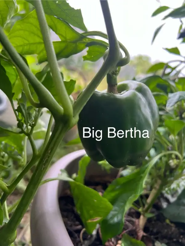 Chili / Paprika: Big Bertha