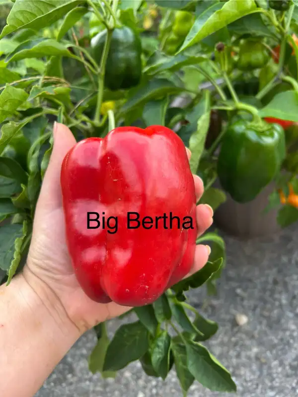 Chili / Paprika: Big Bertha