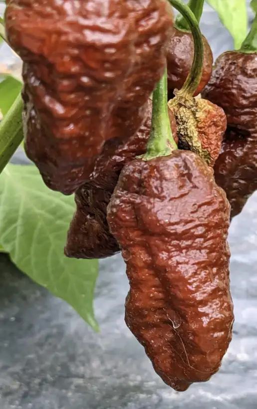 Chili / Paprika: Big Black Mama