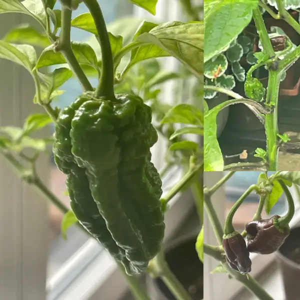 Chili / Paprika: Big Black Mama