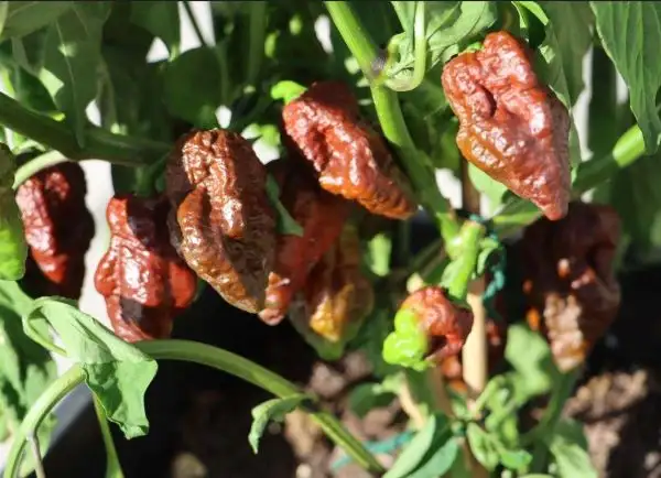 Chili / Paprika: Big Black Mama