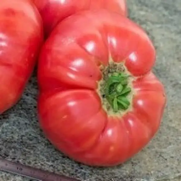 Tomaten: Big Cheef Pink PL