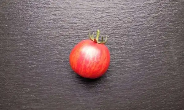 Tomaten: Big Cheef Stripes