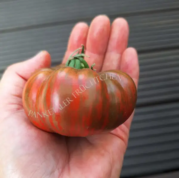 Tomaten: Big Chocolate Stripes