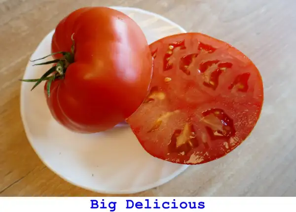 Tomaten: Big Delicious