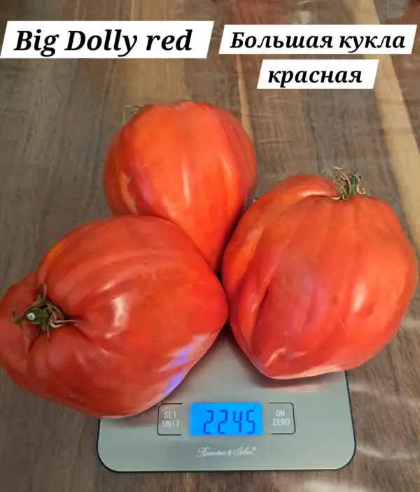 Tomaten: Big Dolly red